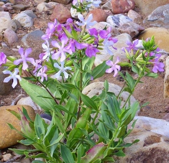 25-semente-saponaria-officinalis-planta-erva-sabo-