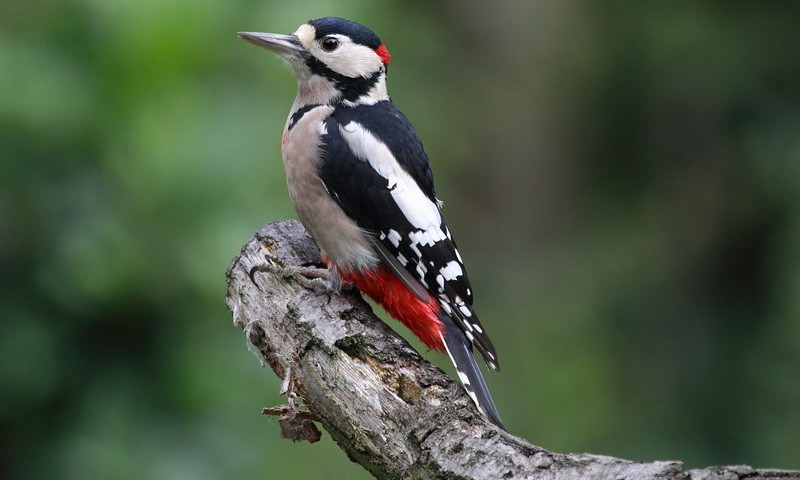 great-spotted-woodpecker-915417_960_720 (1).jpg