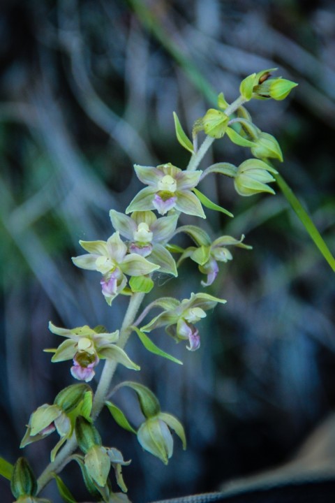 epipactis tremolsii 4.jpg