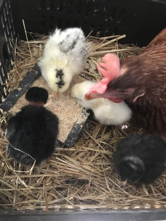 IMG_7188.jpg IMG_7188.jpg