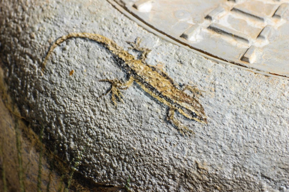 trilho das vinhas-31.jpg