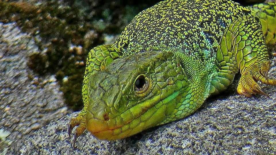 121238999_10218604109989048_39548389068569420_n.jp