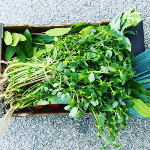 35242738_1112912398848520_9061872217029083136_n.jp