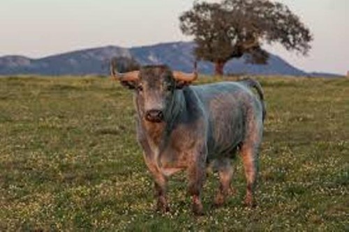 toiro de Victorino Martín.jpg