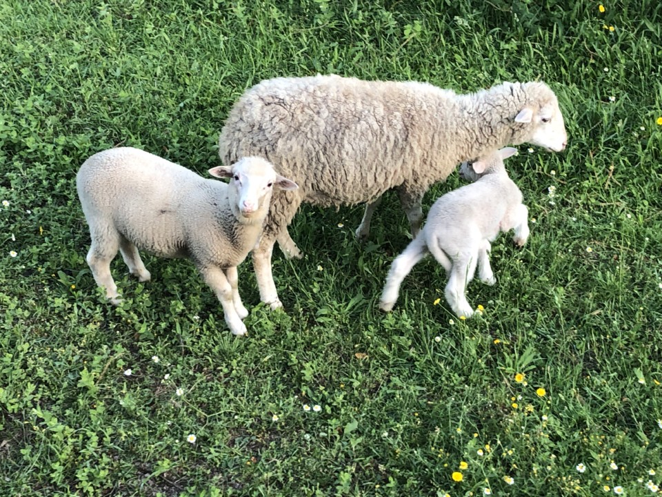 fofuras.jpg fofuras.jpg