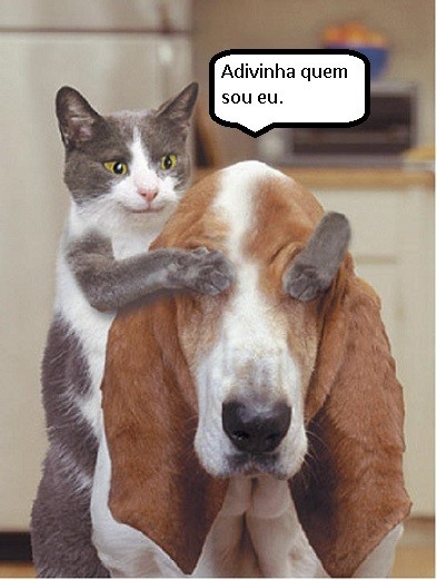 Gato e cão.jpg