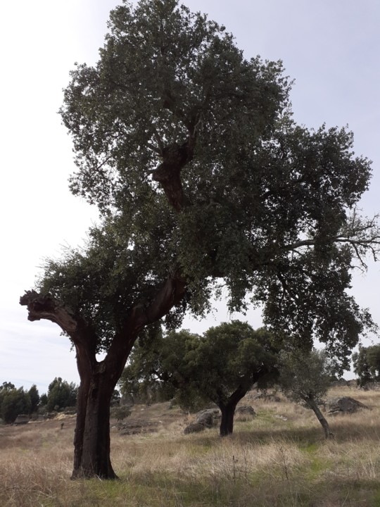 Montado de Sobro. Foto Original. 2021.10.09.jpg