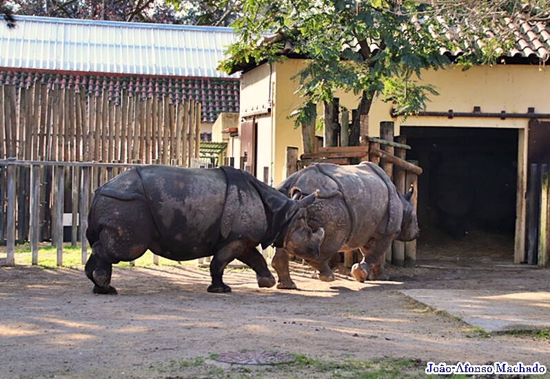 RINOCERONTE INDIANO.JPG