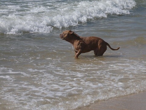 18b_Tarde_Praia_de_Mira (30).JPG