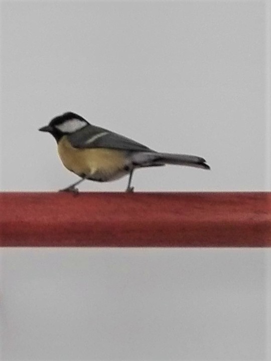 IMG_20200402_135642 (3).jpg