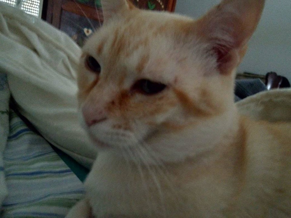 5 anosdo Jonas 1.jpg 5 anosdo Jonas 1.jpg