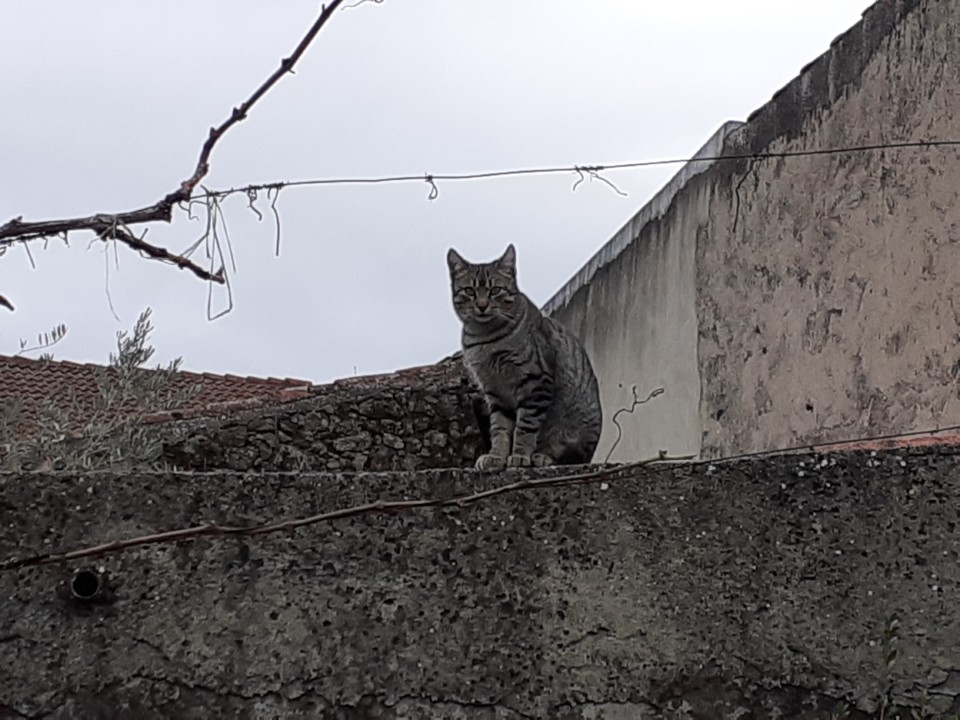 Gato no muro. Foto Original. 2021.12.01.jpg