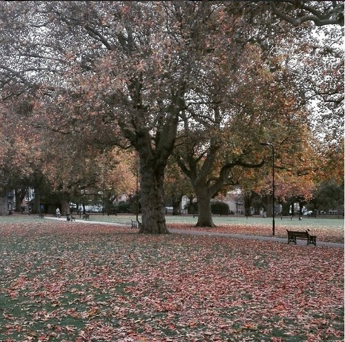 London Fields.jpg