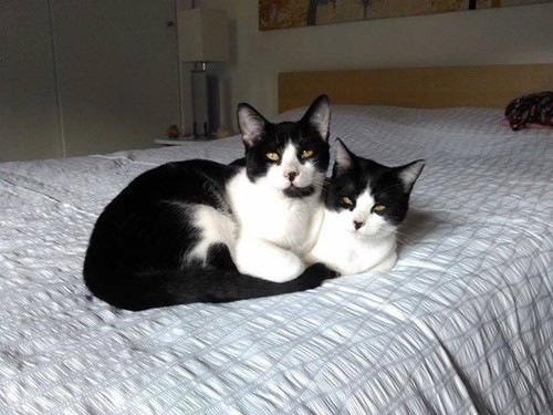 twocats.jpg twocats.jpg