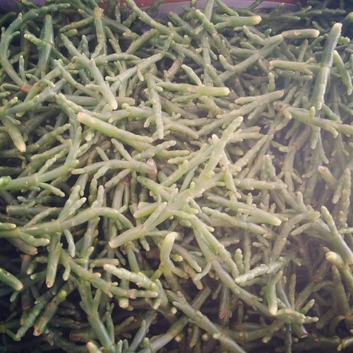 13619948_729965443809886_3812722476484763203_n.jpg 13619948_729965443809886_3812722476484763203_n.jpg