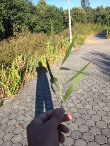 andar calculos.jpg andar calculos.jpg