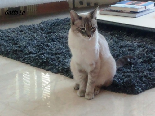gatto-lu.jpg