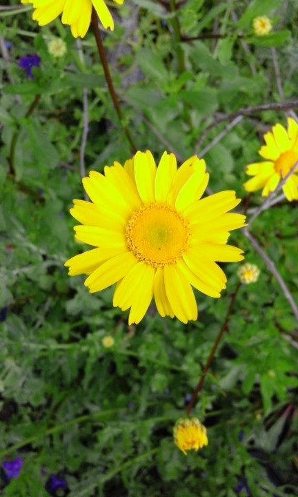 Boninhas amarelas. Foto original. 2020.04.jpg