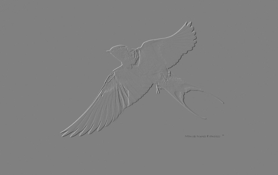 Andorinha, que gostaria de ser.. III.jpg