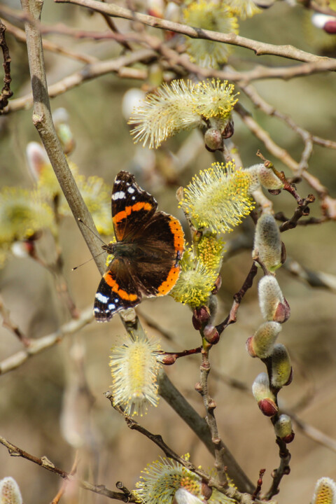 vanessa atalanta 4.jpg