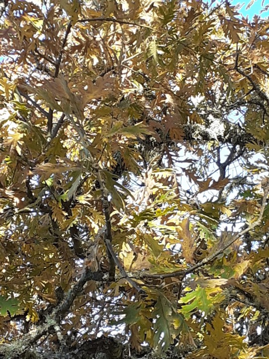 Carvalho Negral. Tapada das Freiras. Foto original.2021.12.12.jpg