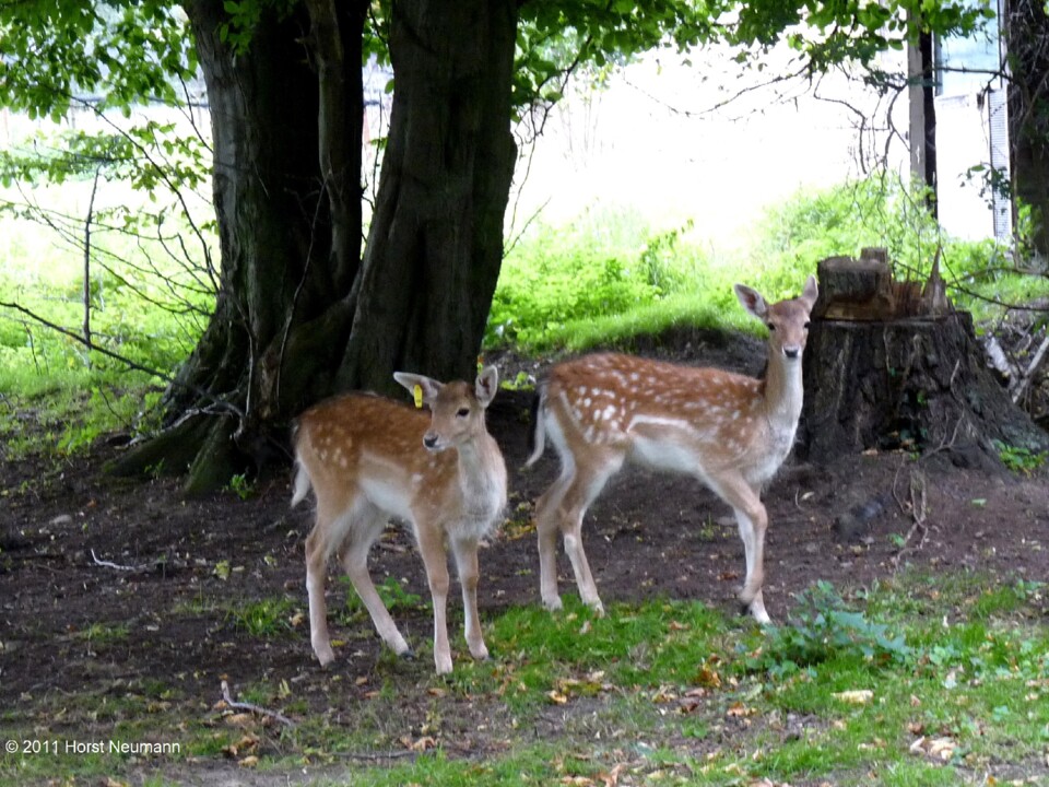 2011-09-14 Wöltingerode 22.JPG