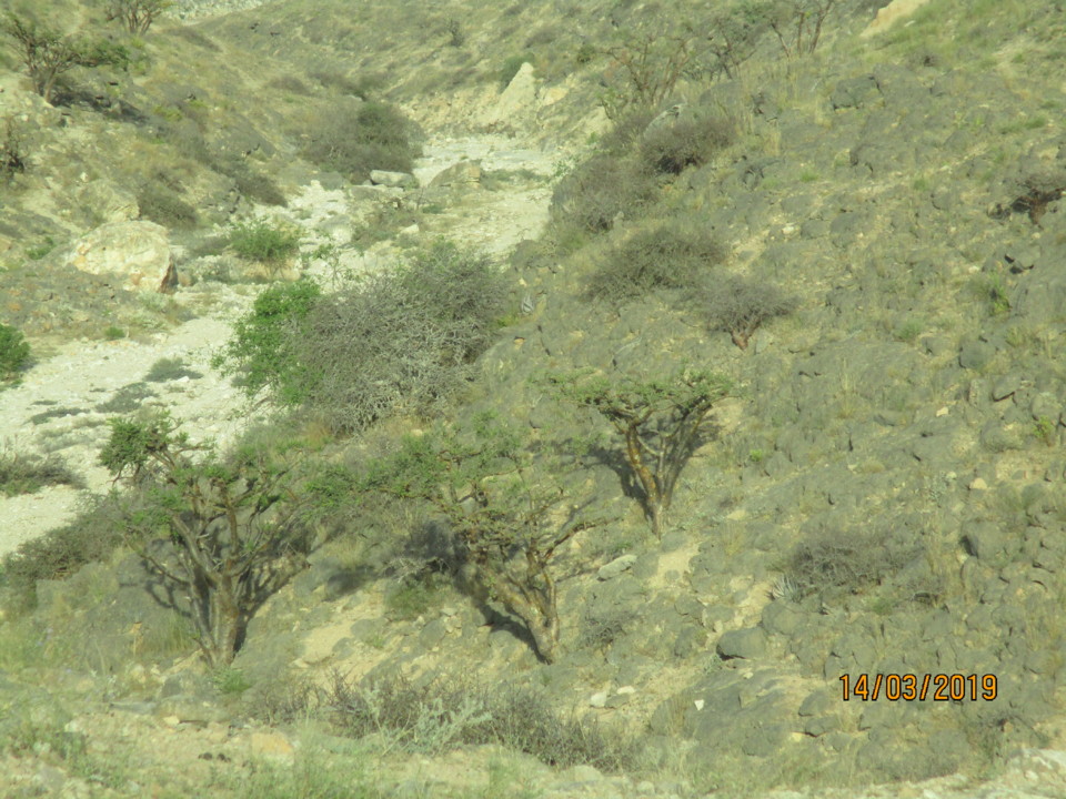 127-Omã-«floresta» do incenso.JPG