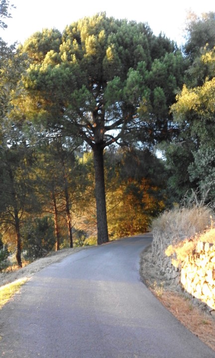 Caminho a percorrer. Foto Original. Boi d'Água. 2020. 06. jpg