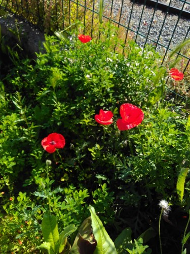 IMG_20180507_095446.jpg IMG_20180507_095446.jpg