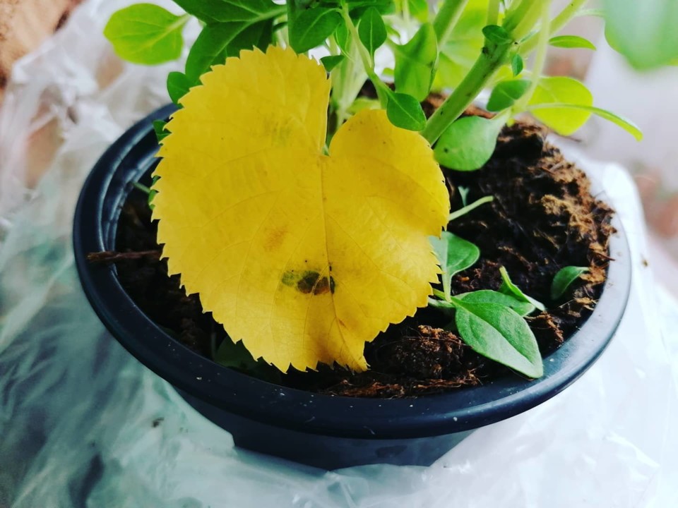 195194111_10158328937278565_4027156334305114360_n. 195194111_10158328937278565_4027156334305114360_n.