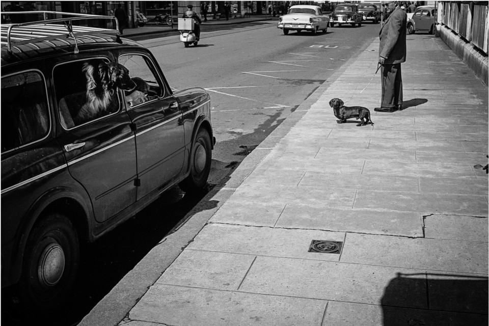 Dogs saing hello, location unknow,1950.jpg