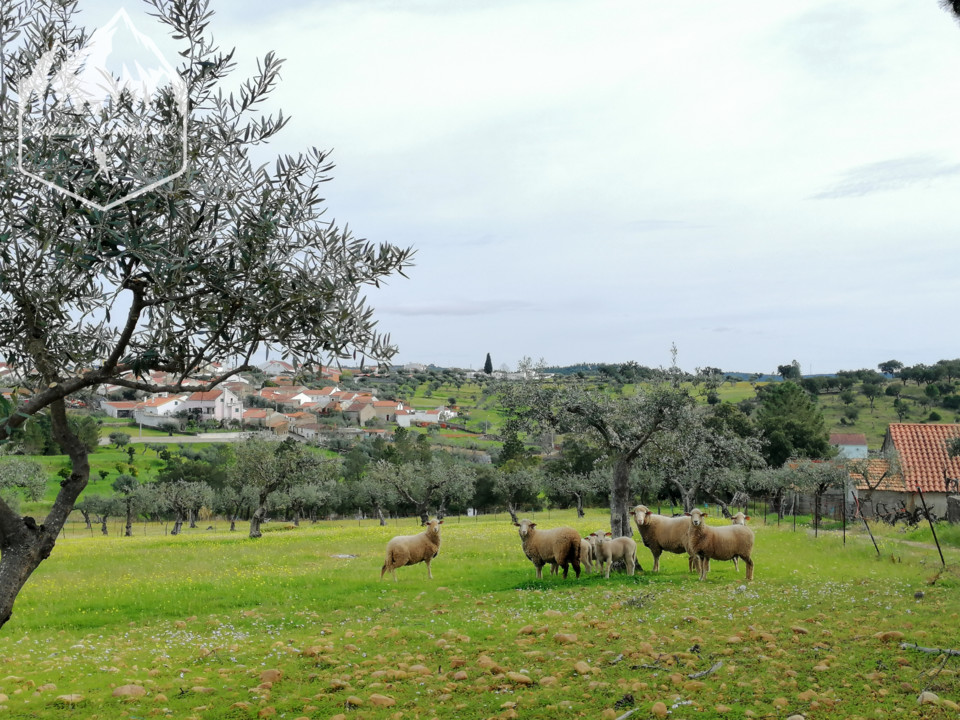 Photo_1584188488752.jpg Photo_1584188488752.jpg