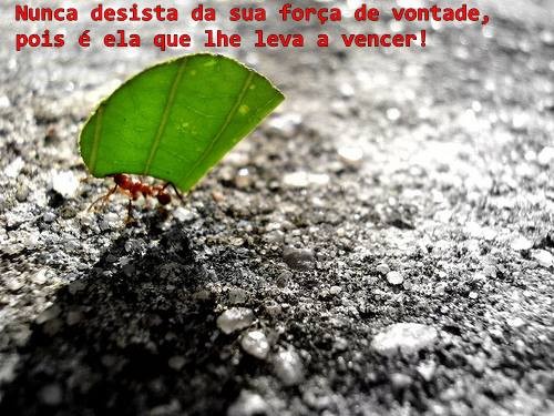 forçadevontade.jpg forçadevontade.jpg