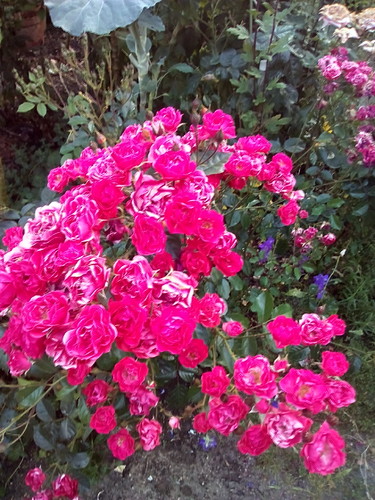 IMG original DAPL 2016.jpg IMG original DAPL 2016.jpg