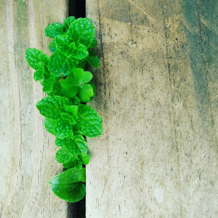 151676099_1958464410959977_1747628164887632857_o.j