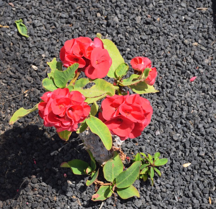 2021.escolhas sustentáveis