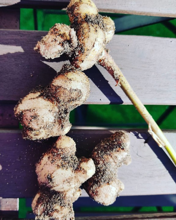 134087373_1911920828947669_6268154169148271587_o.j