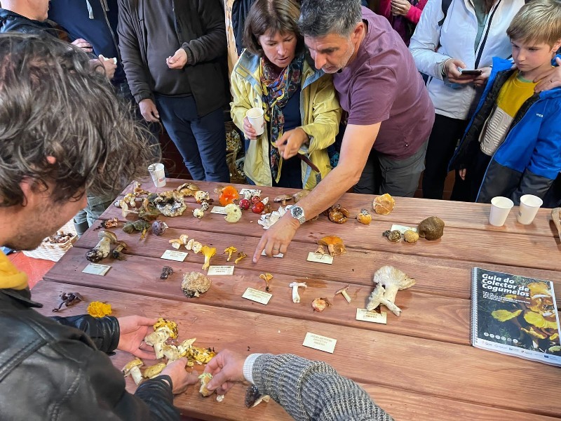 Cogumelos da serra da Cabreira atraem amantes da n