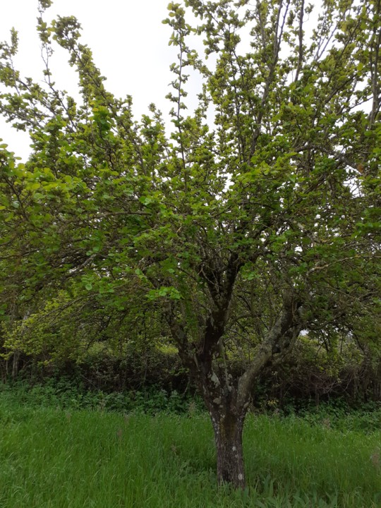 Amoreira III. Foto original. 2021.04.02.jpg