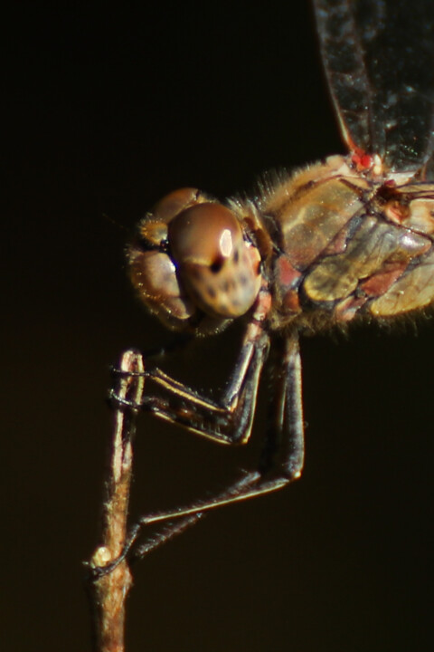 libelula-comum 4.jpg