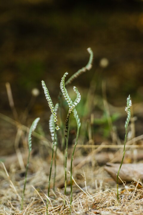 orquidea de outono 3.jpg