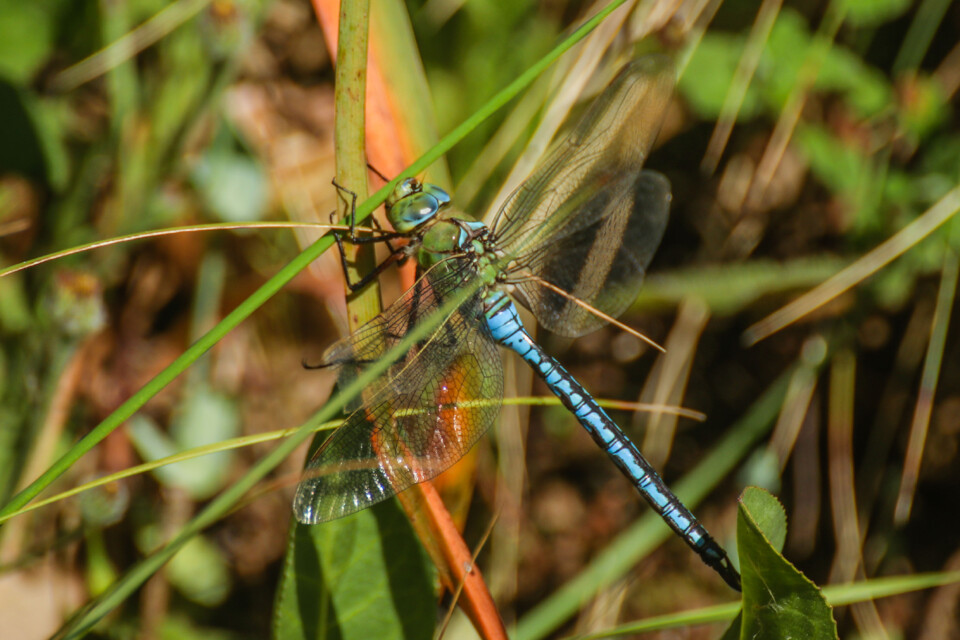 biodiversidade 3.jpg