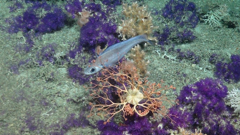 A fish (Lepidion eques) swims among bright purple 