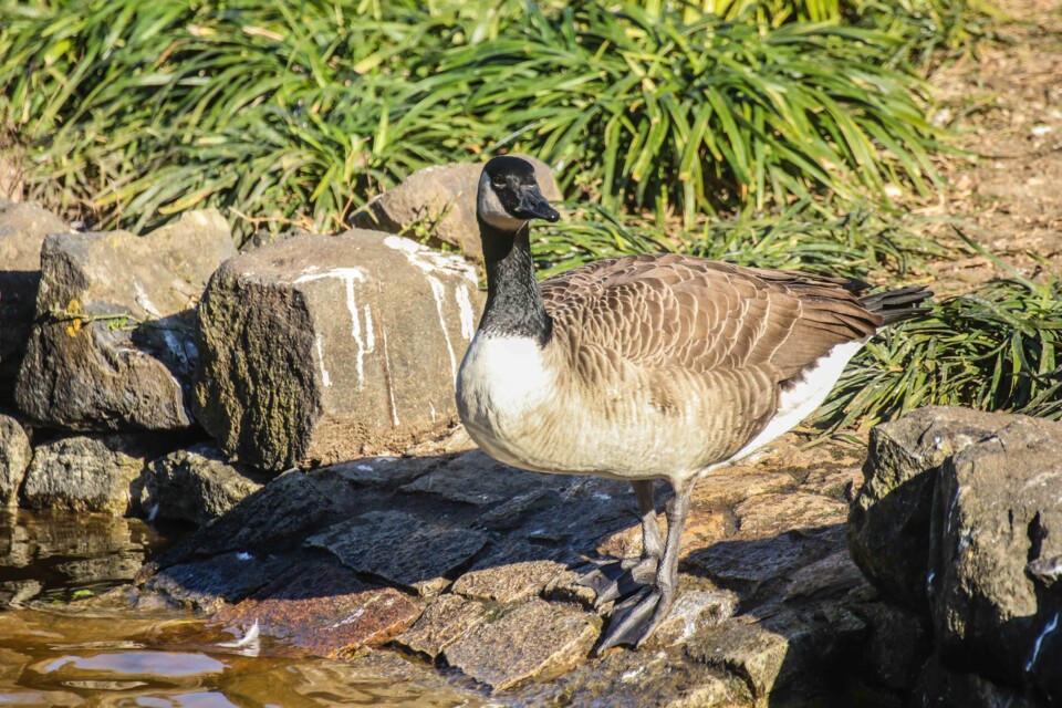 ganso-do-canada a 3.jpg