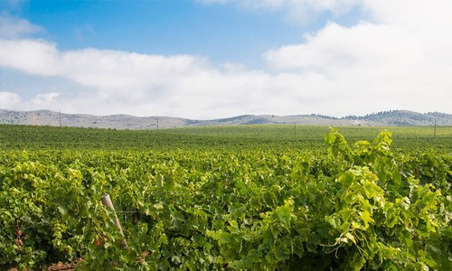 vinha_2-800x480.jpg vinha_2-800x480.jpg