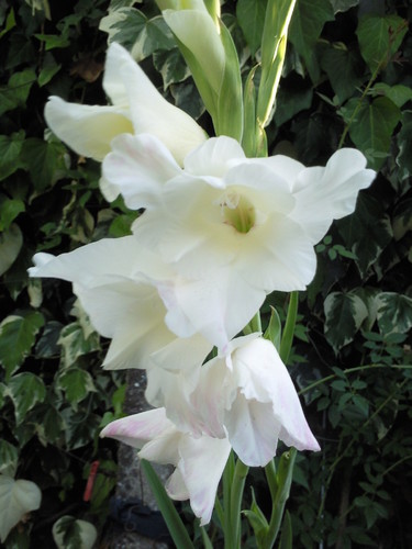 Foto original de DAPL  Junho 2015.jpg