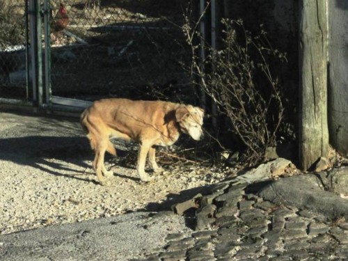 20728212_1386486401466661_4929696251681386242_n.jp