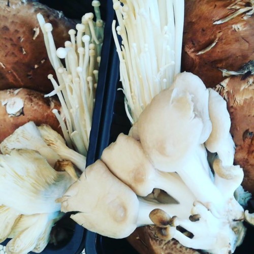 40914335_1201553599984399_5179073794051932160_n.jp 40914335_1201553599984399_5179073794051932160_n.jp