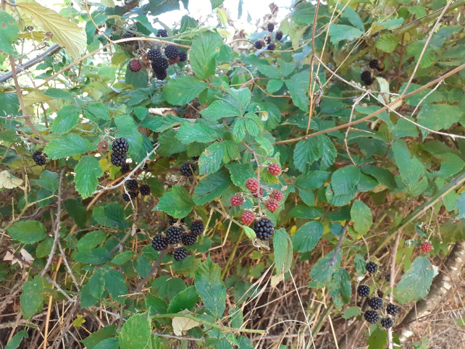 Amoras em Agosto. Foto original.2021.08.06.jpg