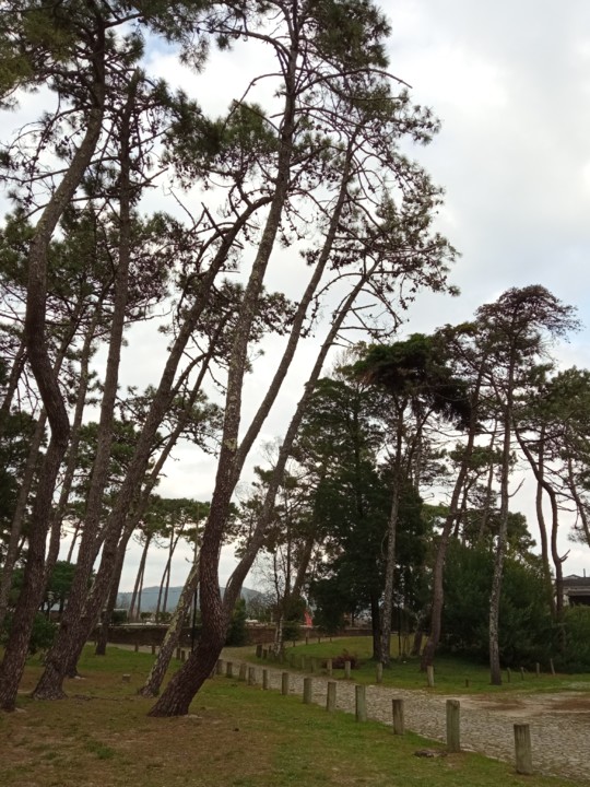 IMG_20201113_143916 (2).jpg